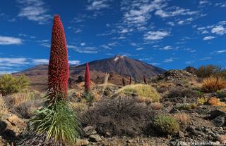 Tenerife jinak