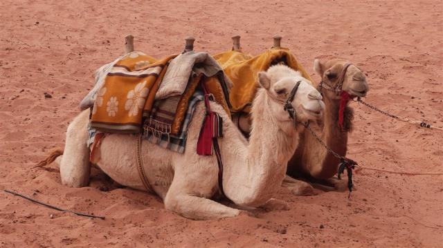 camels-5031881_1920.jpg