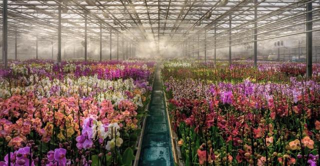 Slovinsko-Moravske-Toplice-sklenik-orchideji-a-tropickych-rostl