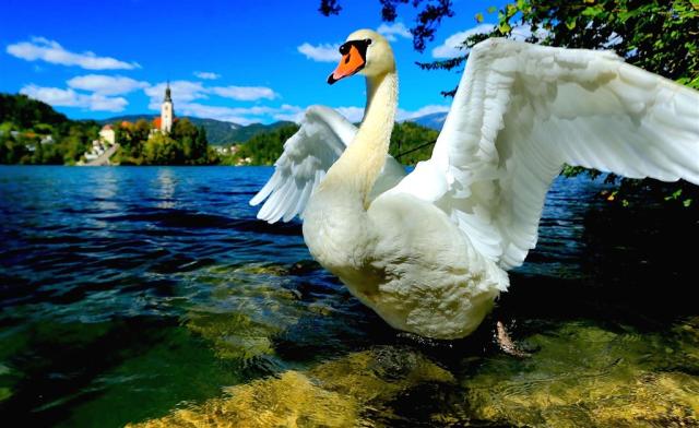 swan-g4ef588a0c_1920.jpg