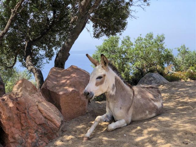 Monte-Turri-Experiences-Arbatax-Park-6.JPG