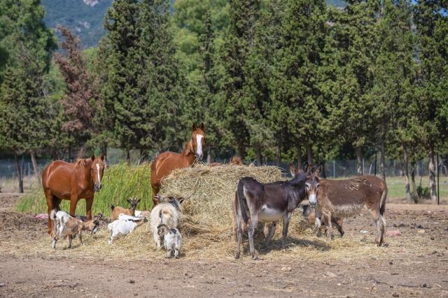 hotel-rurale-orti-di-nora-animali-5658.jpg