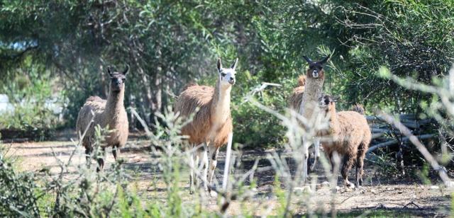 hotel-rurale-orti-di-nora-animali-7092-q3gme1039ymxwy0w0sghxd4b
