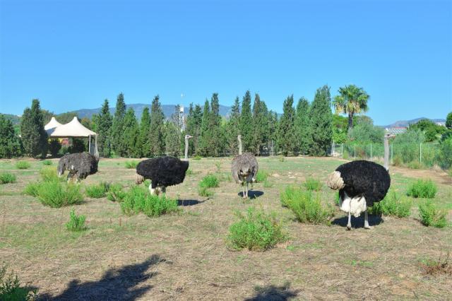hotel-rurale-orti-di-nora-animali-9304.jpg