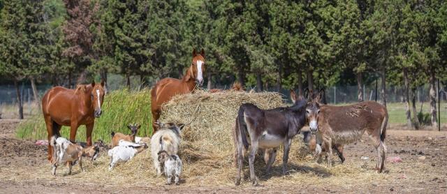 hotel-rurale-orti-di-nora-animali-5658 (1).jpg