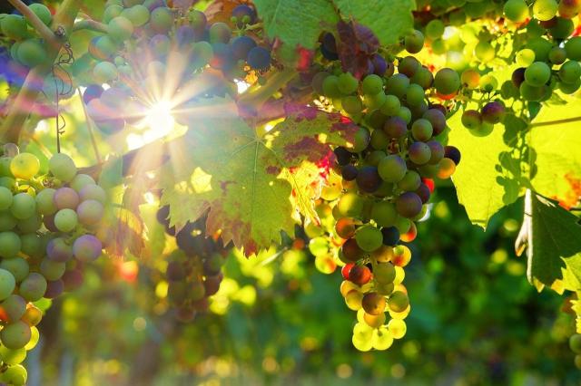 grapes-3550729_1280