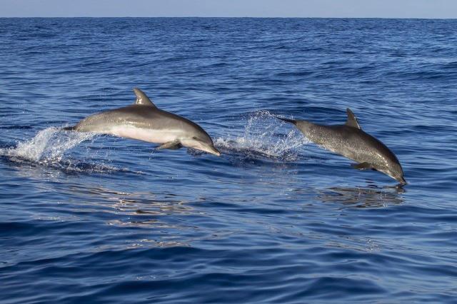 animal-3034431_1280
