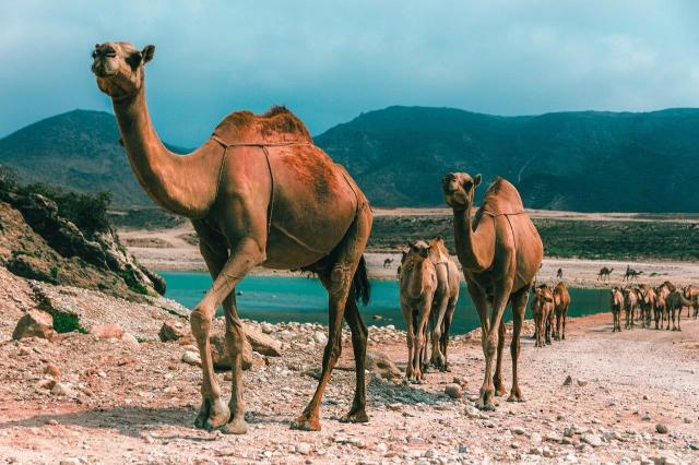 oman-4432360_1920