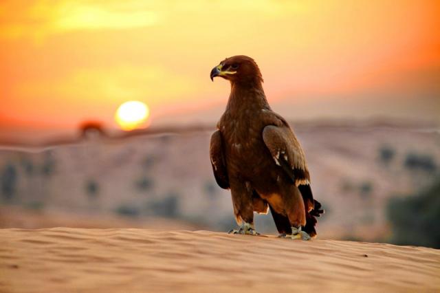 Ibis Fujairah
