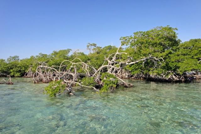Whala!Bocachica