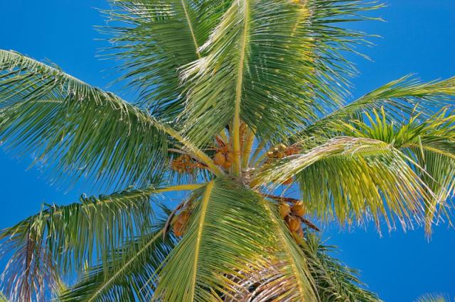 Majestic Elegance Punta Cana