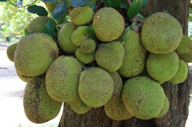 Citrus Waskaduwa