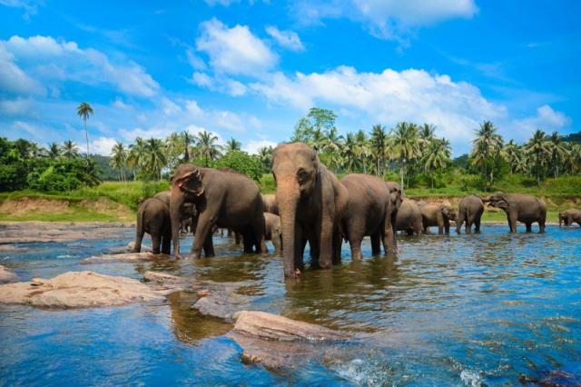 Earl's Reef Beruwala