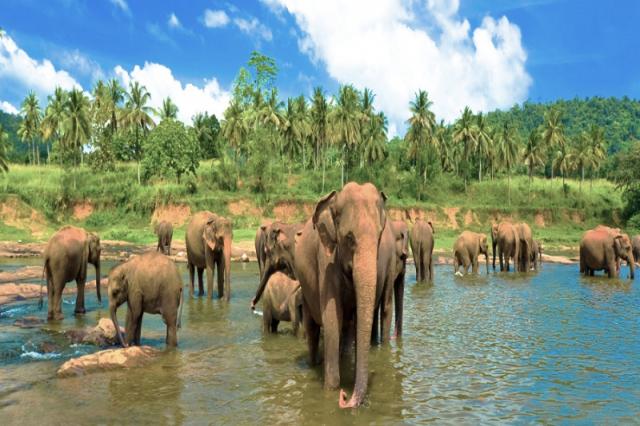 Temple Tree Resort & Spa