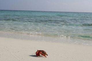 Makunudu Island