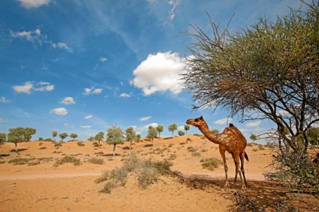The Ritz-Carlton Ras Al Khaimah, Al Wadi Desert