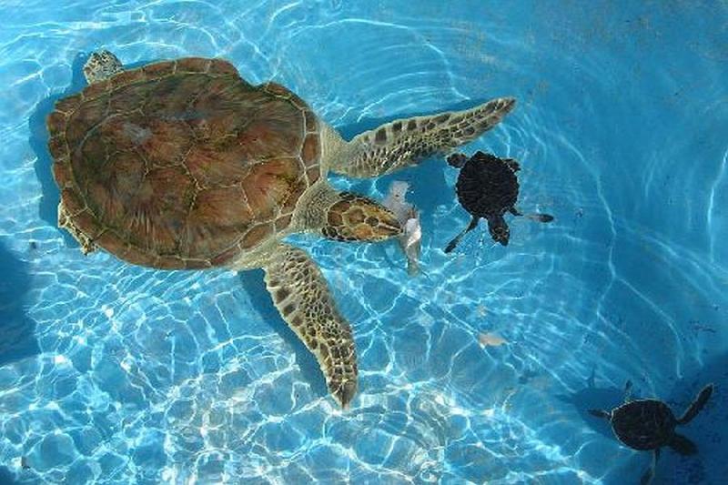 VARADERO / CAYO LARGO (Tuxpan 4* / Starfish Cayo Largo 4*)