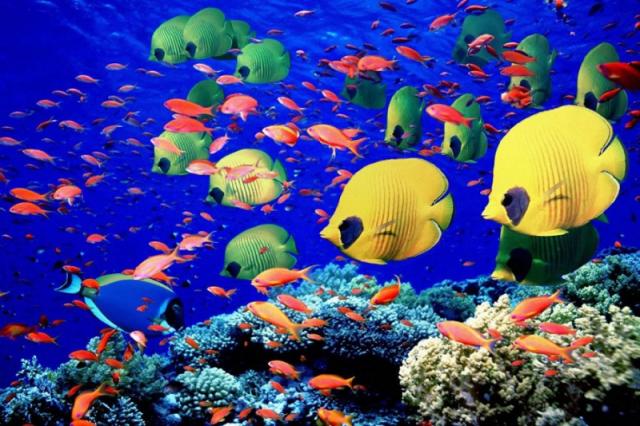 Jumeirah Olhahali Island