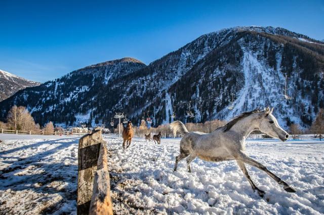 Residence Lores - Marilleva 1400, Folgarida Marilleva, Val di S