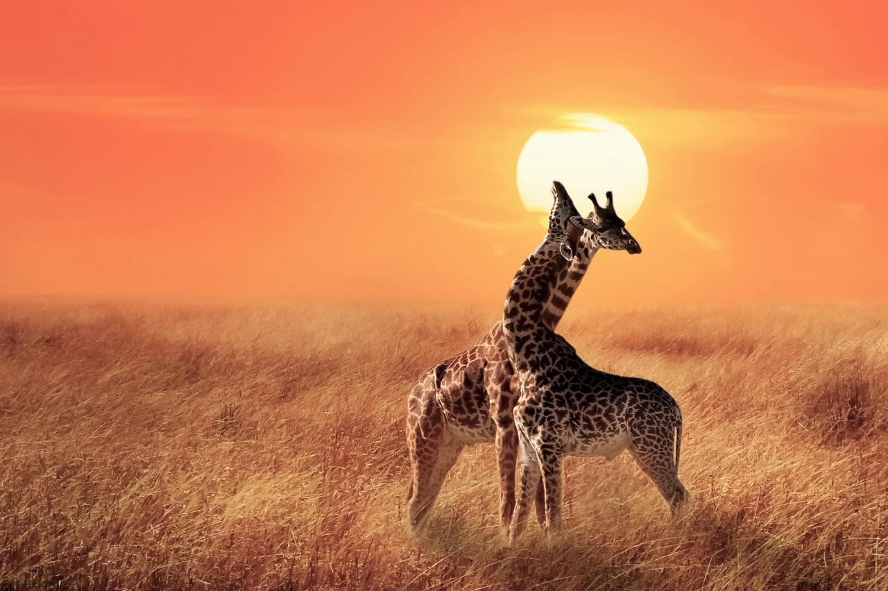 Safari v Tanzanii a exotický Zanzibar