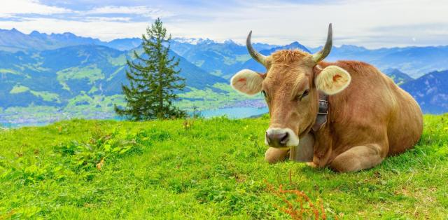 Lehká turistika ve Švýcarsku