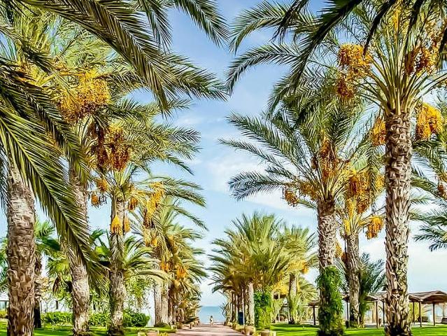 Palm Azur