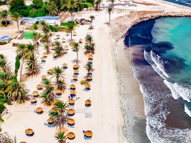 Palm Azur