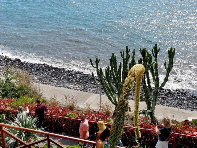 Orca Praia