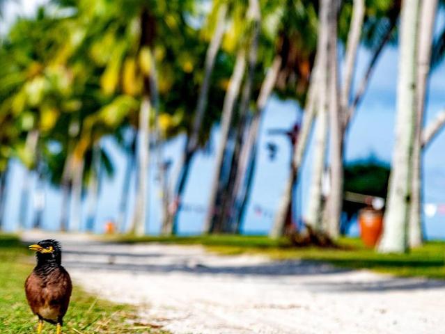 Pelangi Beach Resort