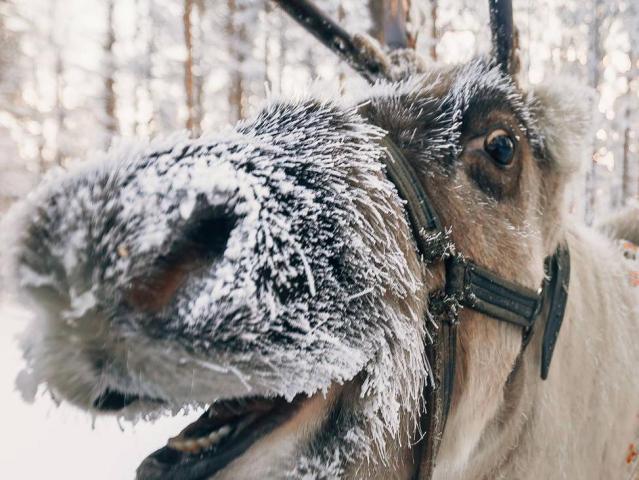 Rovaniemi - s návštěvou u Santa Clause