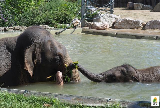 Zoo v Budapešti, Maďarsko, jednodenní výlet CK
