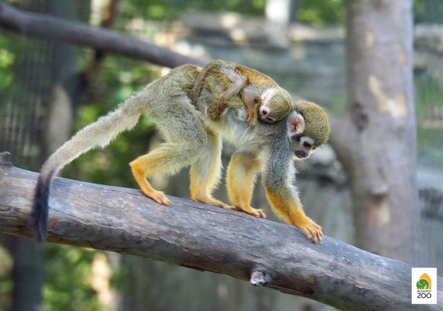 Maďarsko, Zoo Budapešť, jednodenní výlet CK