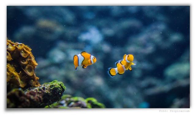 Tropicarium a Oceanium Budapešť, Maďarsko, CK