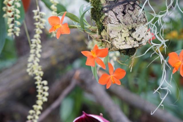 CK, výstava orchidejí Hirschstetten, Vídeň