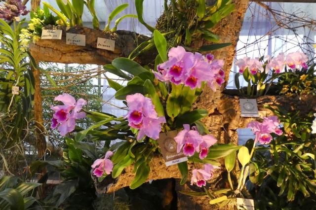 CK, výstava orchidejí Hirschstetten, Vídeň