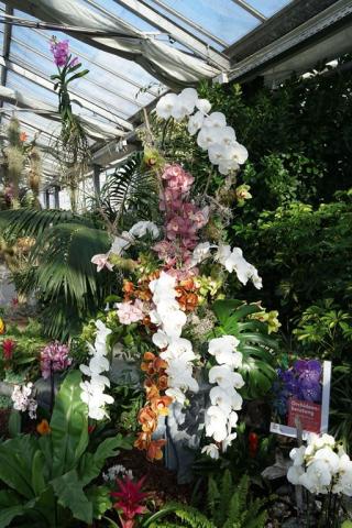 CK, výstava orchidejí Hirschstetten, Vídeň