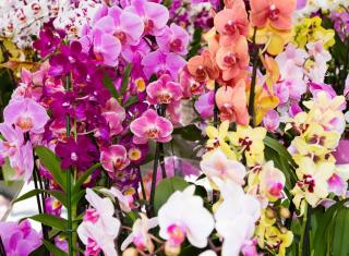 Vídeň a výstava orchidejí Hirschstetten