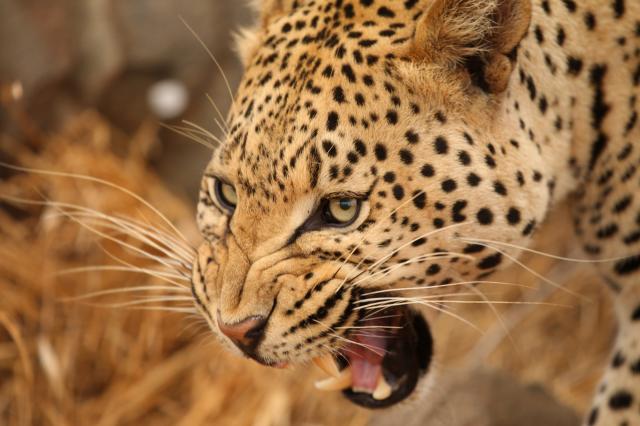Namibie, Botswana, Zimbabwe, Zambie (Komfort)