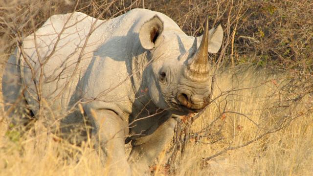 Namibie, Botswana, Zimbabwe, Zambie (Komfort)