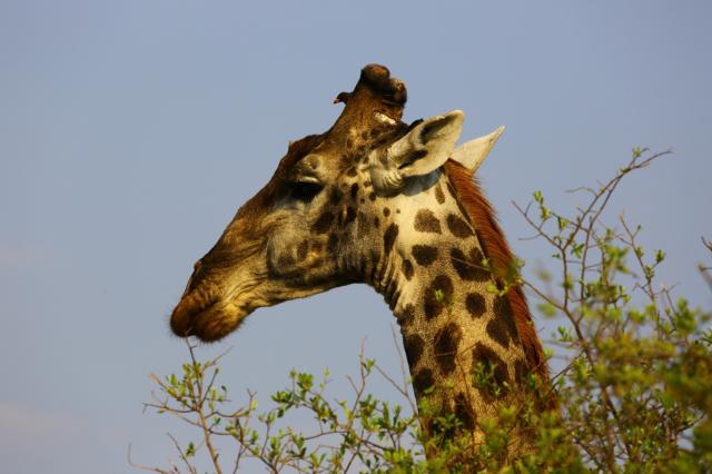 Namibie, Botswana, Zimbabwe, Zambie (Komfort)