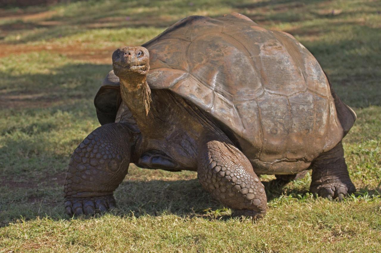 Ekvádor, Galapágy, Peru, Bolívie (Komfort)