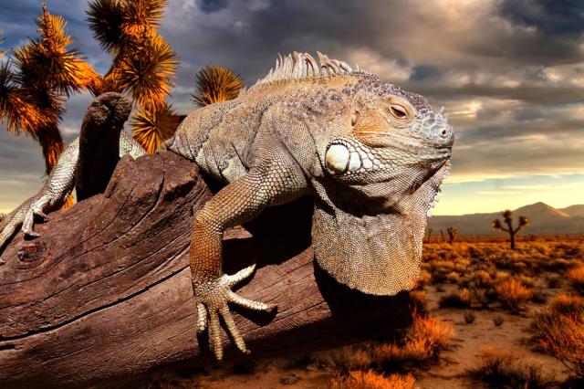 Ekvádor, Galapágy, Peru, Bolívie (Komfort)