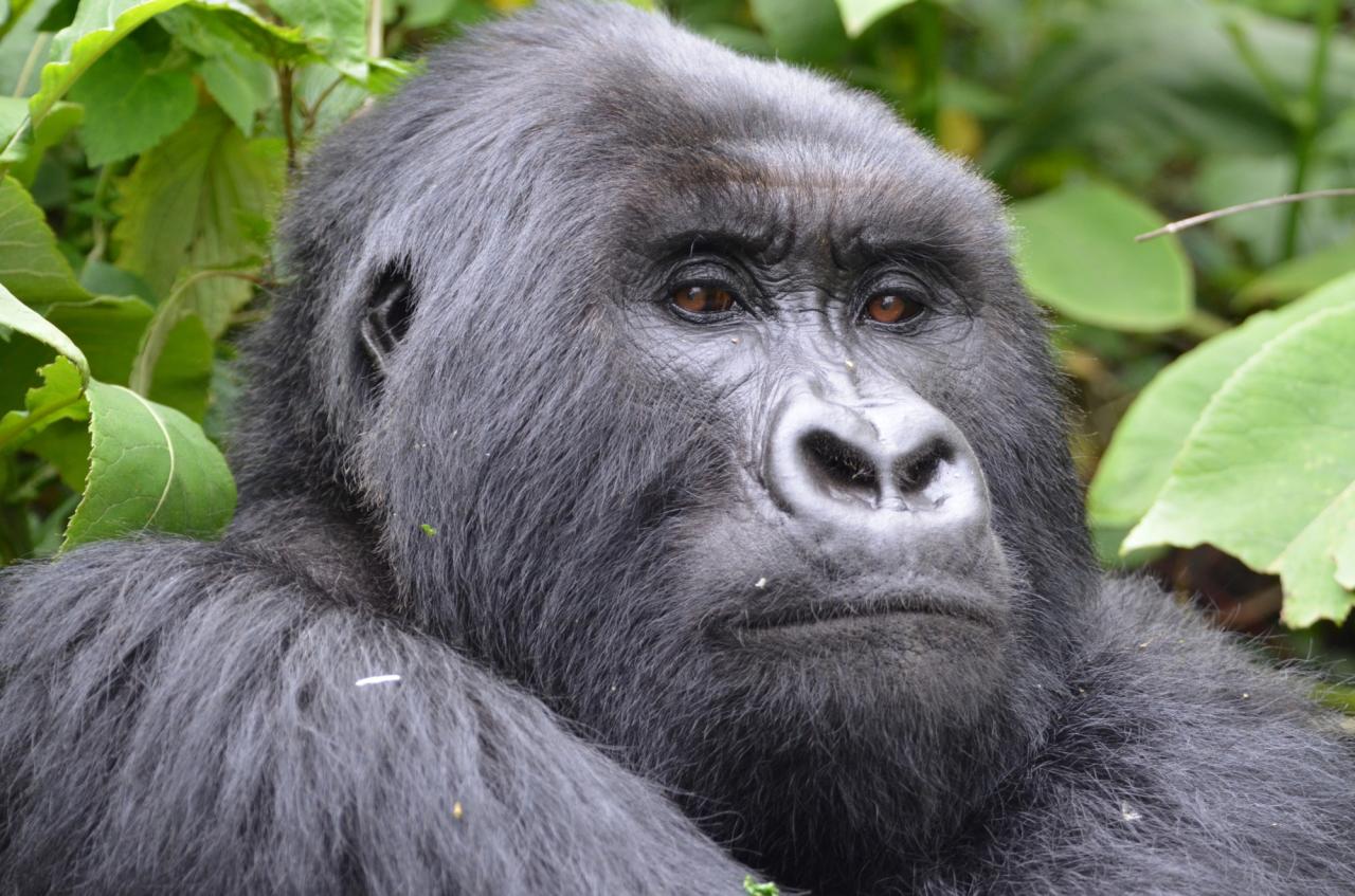 Burundi, Rwanda, Uganda, Keňa, Tanzanie (Komfort)