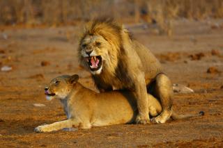Namibie, Botswana, Zimbabwe, Zambie (Komfort)