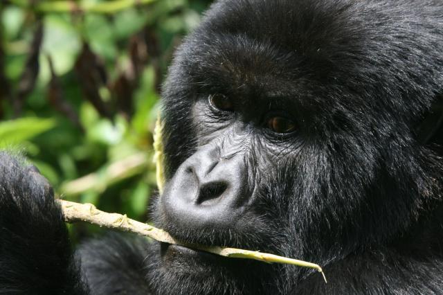 Burundi, Rwanda, Uganda a Kongo