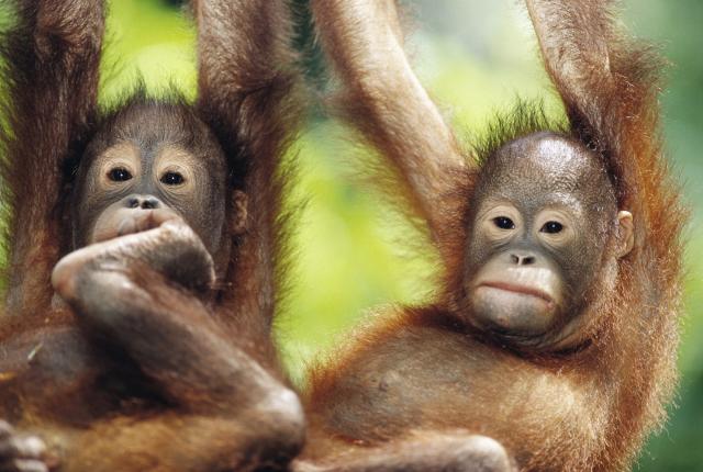 Malajsie, Brunej, Borneo, Filipíny