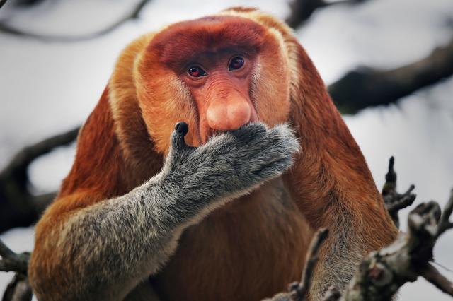 Malajsie, Brunej, Borneo, Filipíny