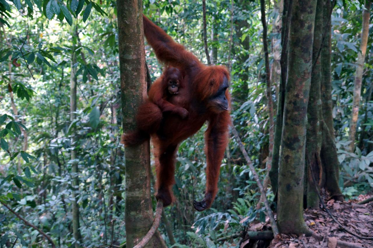Sumatra - nespoutaná Indonésie