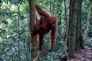 Sumatra - nespoutaná Indonésie