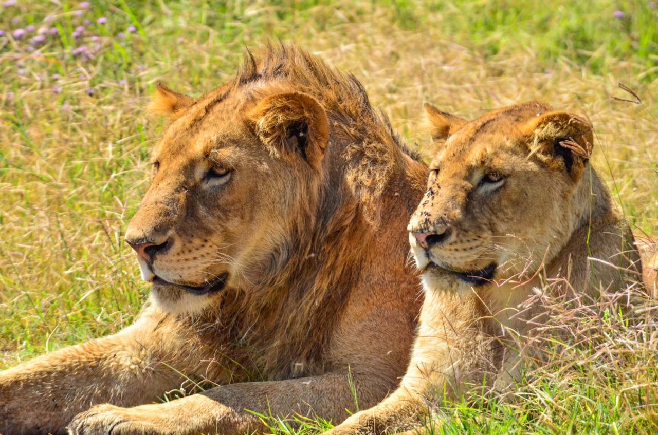 Nejlepší safari a Zanzibar